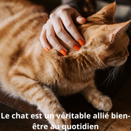 Les bienfaits d'avoir un chat à la maison au quotidien