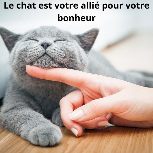 Top 7 des races de chats les plus calmes et affectueuses pour votre bien-être
