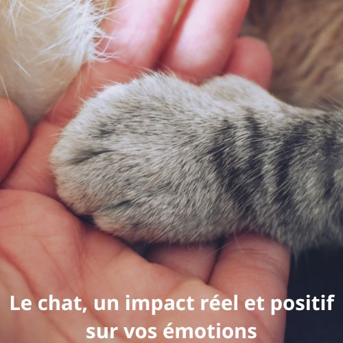 Comment mieux gérer ses émotions grâce aux chats