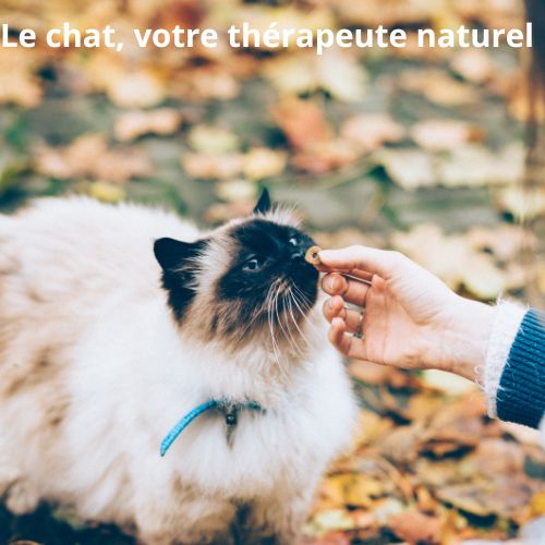 Les bienfaits des chats sur les personnes atteintes de troubles mentaux