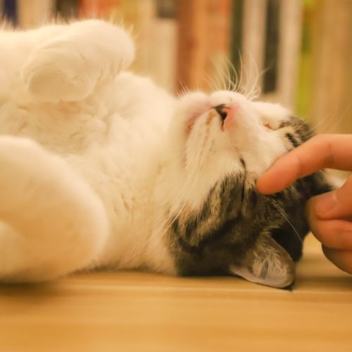 Avoir un chat à la maison fait du bien