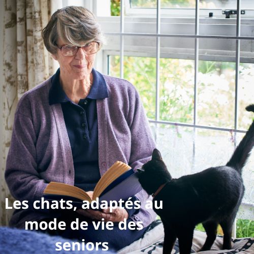 Les chats et les personnes âgées : Une vraie amitié qui ronronne de bienfaits