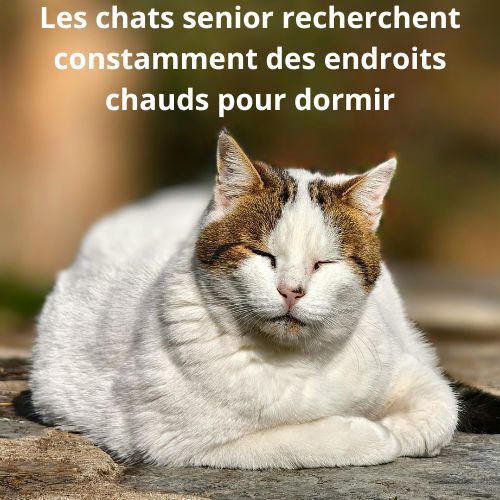 Tapis chauffant pour chat âgé : confort et bien-être au quotidien