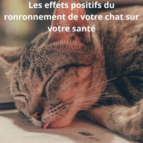 Qu'est-ce que la ronronthérapie ?