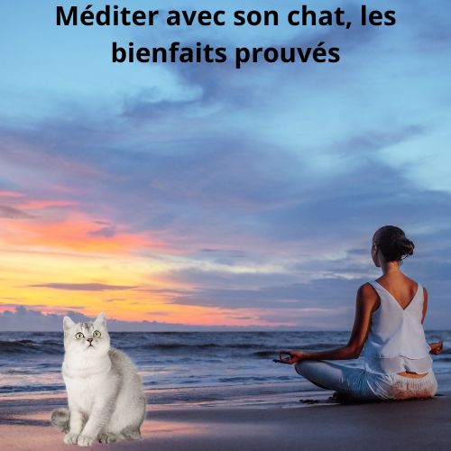 Chat et méditation : Le duo Zen inattendu