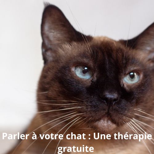 Comment parler à son chat et en tirer les meilleurs effets pour soi et sa santé
