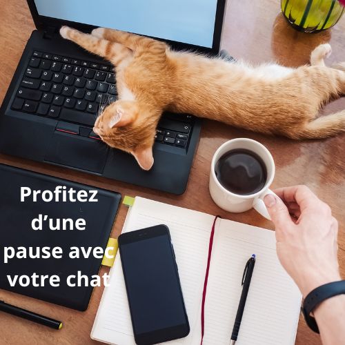 Travailler à domicile avec un chat : 7 bénéfices insoupçonnés pour votre bien-être et votre productivité