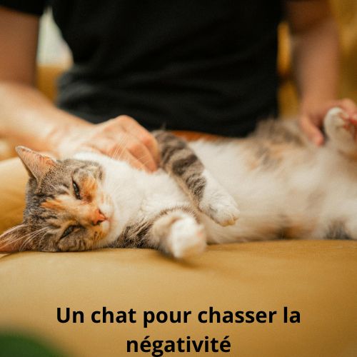 Comment un chat à la maison peut chasser la négativité de votre vie