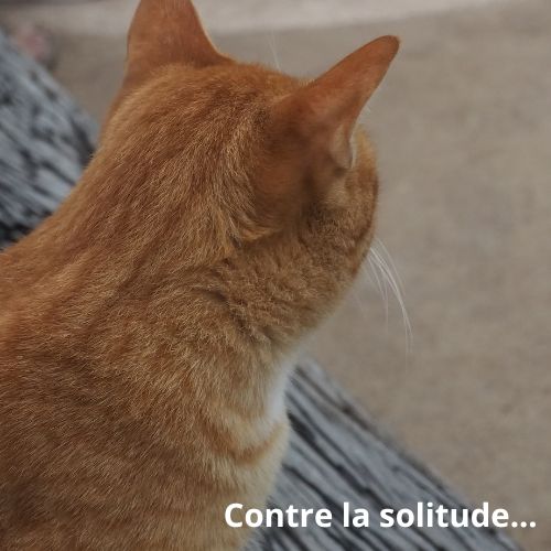 Les chats : Un remède contre la solitude de nos sociétés modernes
