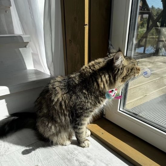 Jouet chat interactif - Caractéristiques