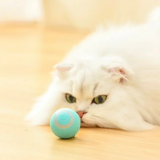 Jouet pour chat - Renforcez votre relation