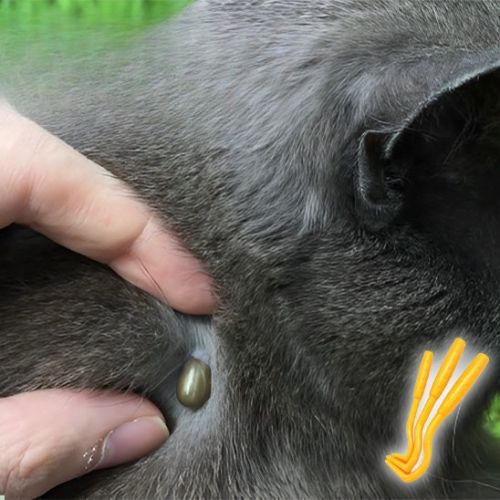 Pince à tique - L'investissement indispensable pour la santé de votre chat et votre tranquilité