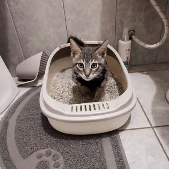 Bac à litière pour chat - DINOSAUREPOURCHAT™ - CHATS