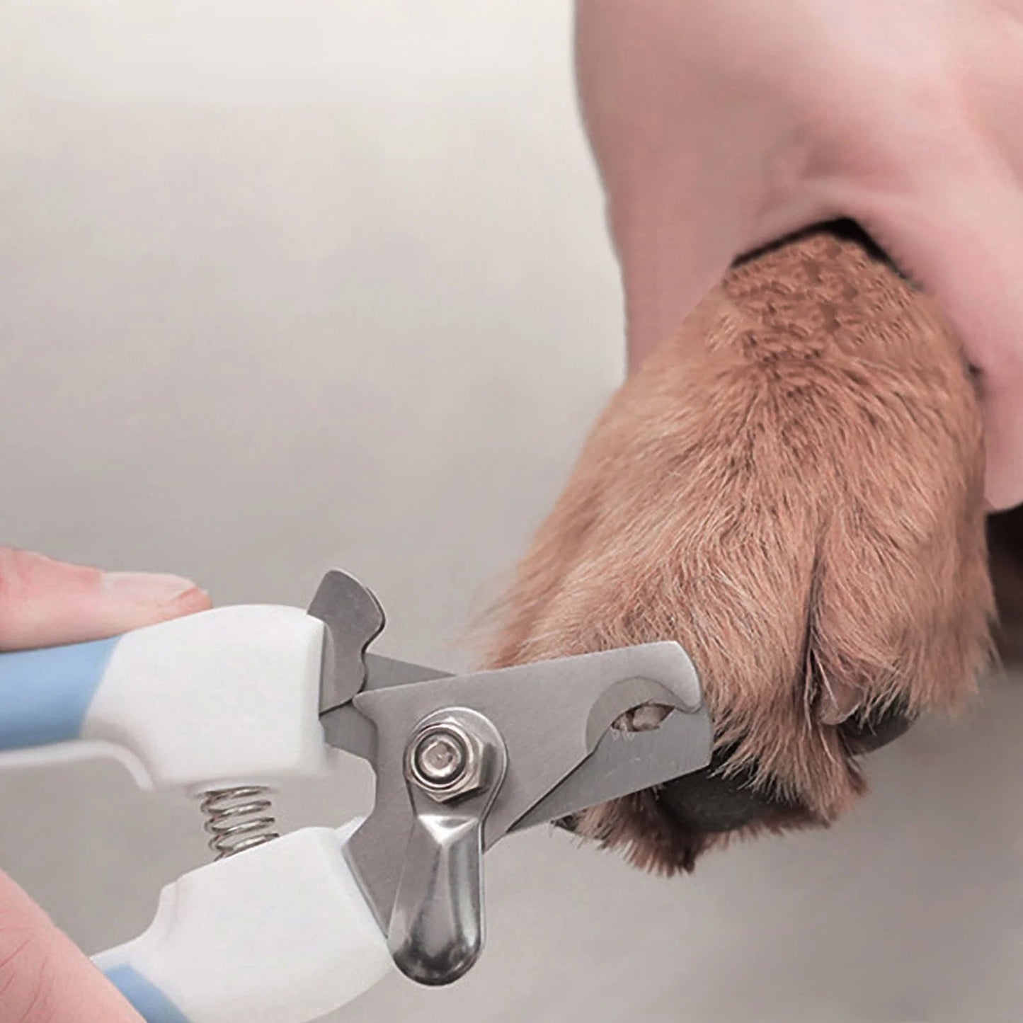 Coupe griffe chat - CISEAUPOURCHAT™ - CHATS
