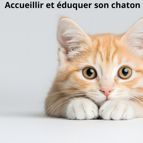Comment accueillir et éduquer son chaton et lui faire adopter son tapis chauffant chaton en douceur