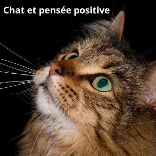 Chats et pensée positive