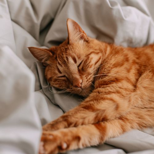 Dormir avec un chat : Une recette pour mieux dormir ?