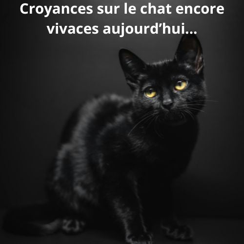 Superstitions et fausses croyances sur les chats : Mythes, origines et vérités