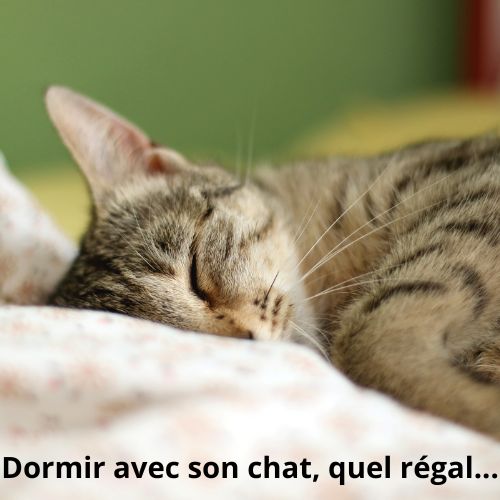 Dormir avec son chat : Tous les avantages pour vous et pour lui