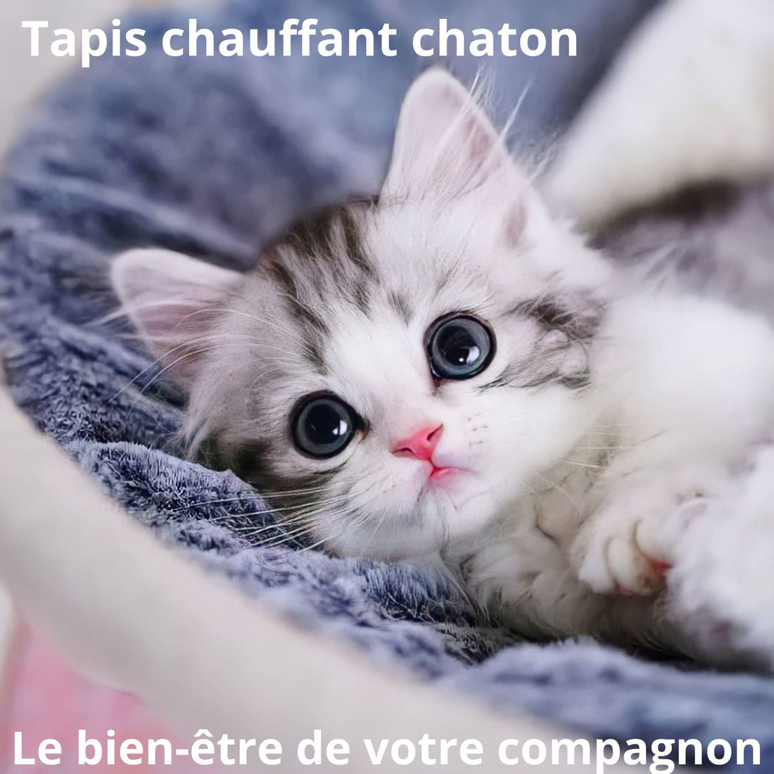 Pourquoi utiliser un tapis chauffant chaton ?