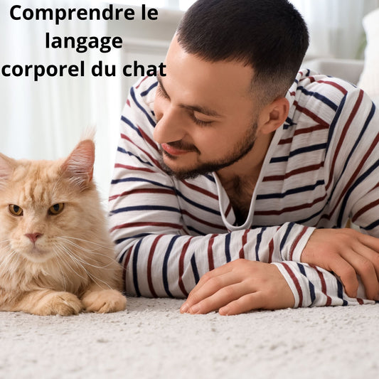 Les différentes positions du chat et leur signification émotionnelle envers son maître