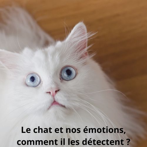 Les chats peuvent-ils détecter les émotions humaines ?