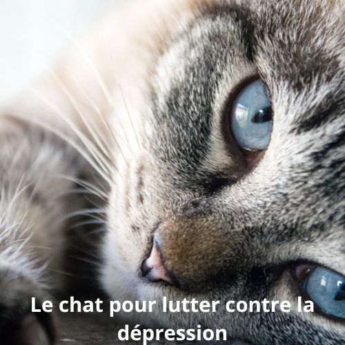 Comment les chats nous aident à lutter contre la dépression