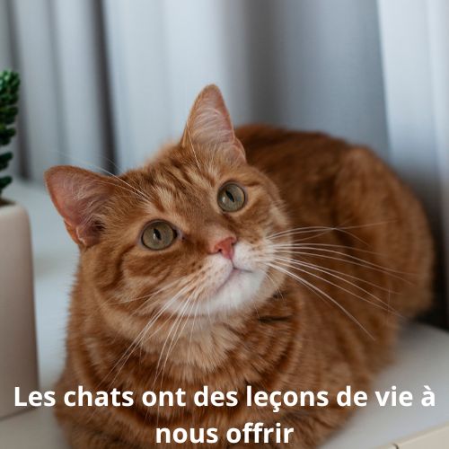 Ce que les chats  peuvent nous apprendre : 7 habitudes félines à adopter pour une vie plus sereine