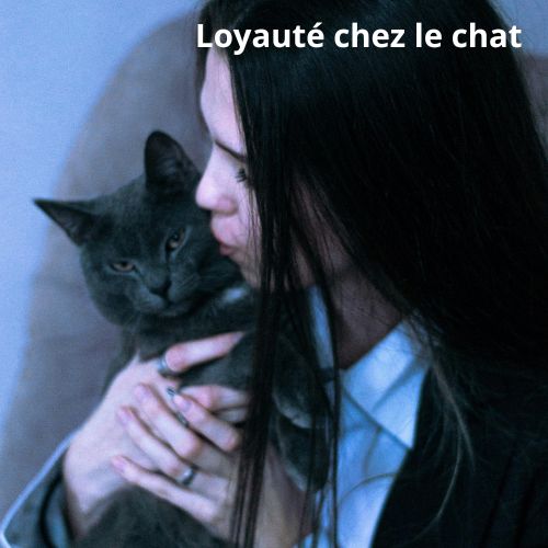 Les chats sont-Ils fidèles ? Démystifions la relation Homme-Chat