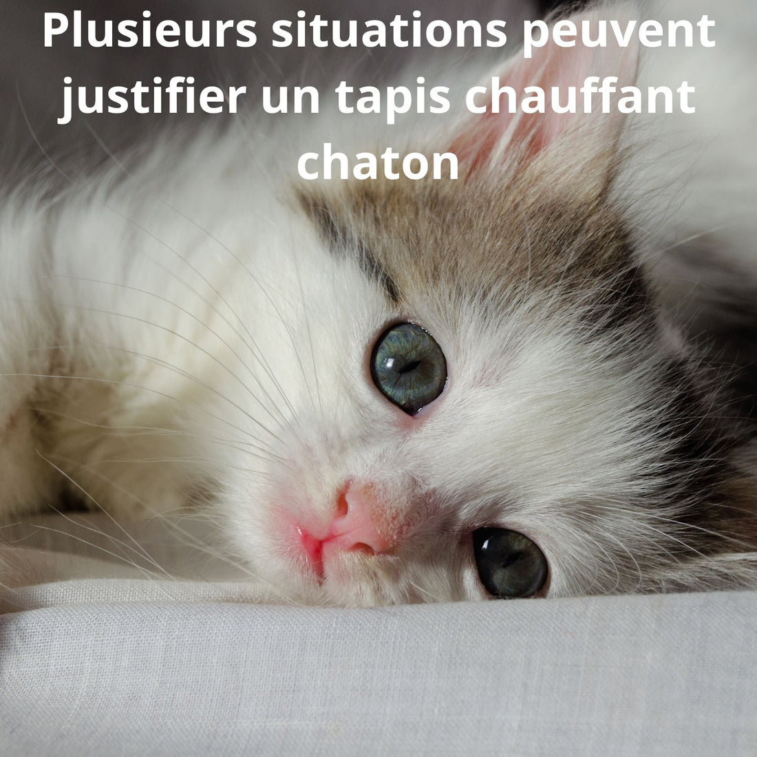 Tapis chauffant chaton : est-ce vraiment utile ?