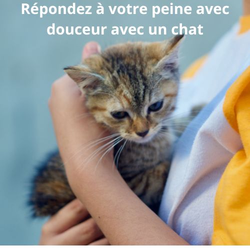 Pourquoi adopter un chat après une rupture ou un deuil peut vous aider à guérir