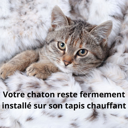 Comment faire descendre un chaton de son tapis chauffant ?
