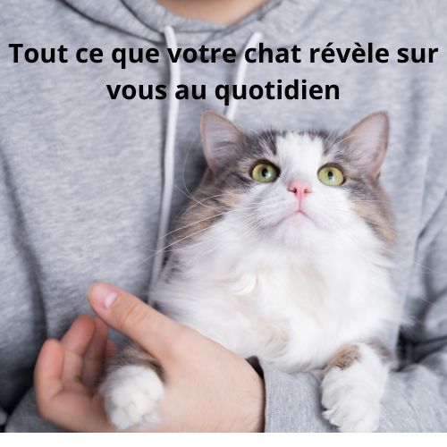 Ce que votre chat révèle sur vous : quand le comportement félin parle de son propriétaire