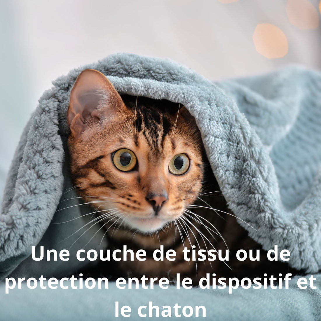 Où placer une couverture chauffante pour chaton ?