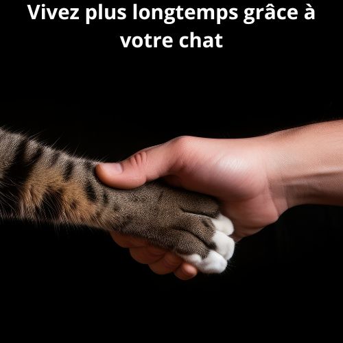 Pourquoi les amoureux des chats vivent plus longtemps ?