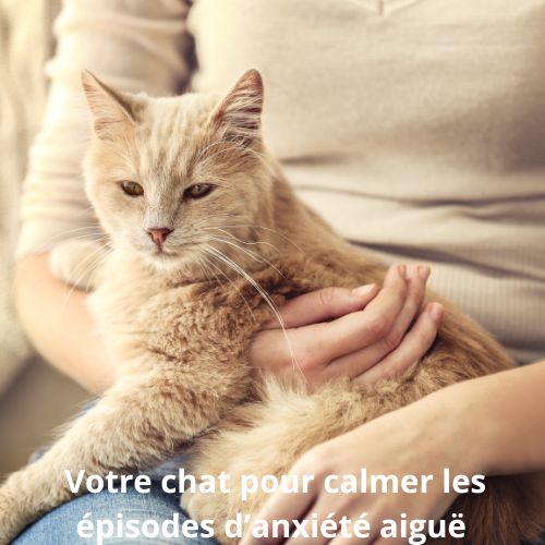 Les bienfaits thérapeutiques des chats pour les personnes traumatisées ou souffrant de stress post-traumatique