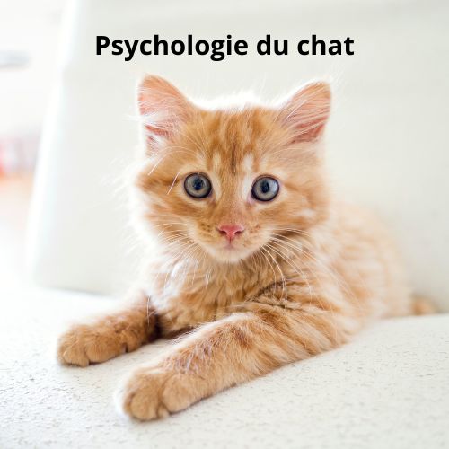 Comprendre la psychologie du chat - CHATS