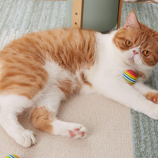 Balle pour chat - Notre balle pour chat transformera votre quotidien et le votre