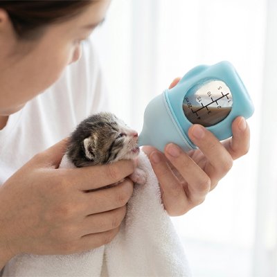 Biberon chaton - Protégez leur santé fragile sans y passer des heures