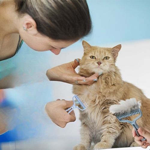 Brosse chat - Polyvalence_inégalée_pour_tous_les_félins