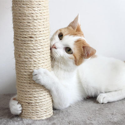 Corde pour arbre à chat - 10 mètres