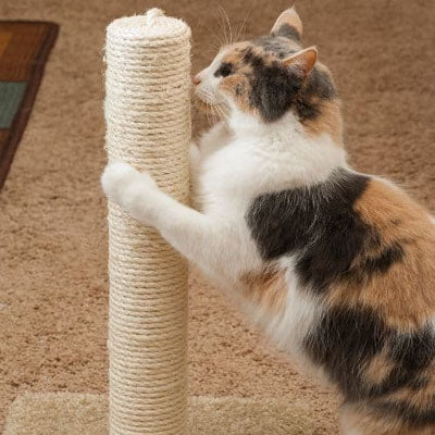 Corde pour arbre à chat - 20 mètres