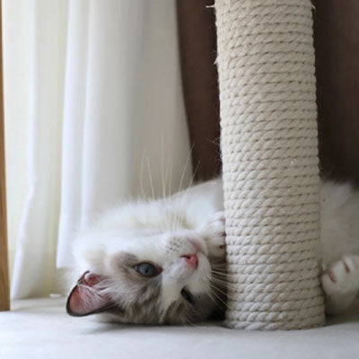 Corde pour arbre à chat - 5 mètres