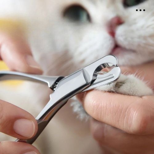 Coupe griffe pour chat - Préserve vos meubles et votre peau