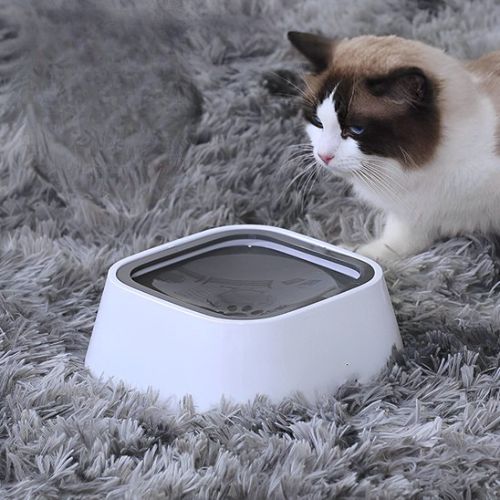 Gamelle pour chat  - Investissment de prévention pour votre félin