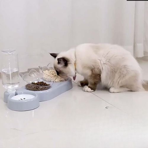 Gamelle pour chat - L'importance d'un espace dédié