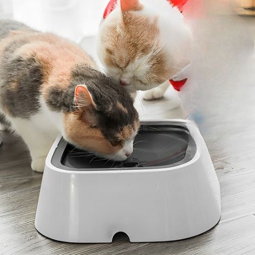 Gamelle pour chat - Solutions aux problèmes spécifiques