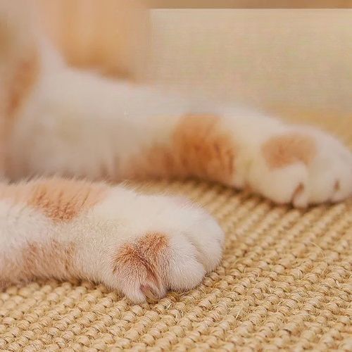 Grattoir chat - Ne_fait_pas_mal_aux_griffes