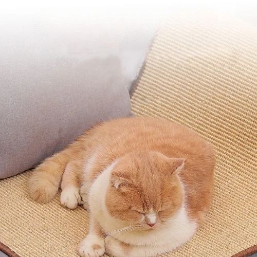 Grattoir chat - Un_coussin_Multi-usages