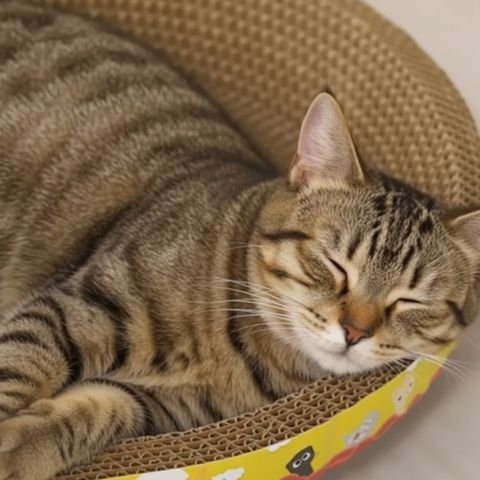Griffoir en carton pour chat -Quand fonctionnalité rime avec esthétique joyeuse